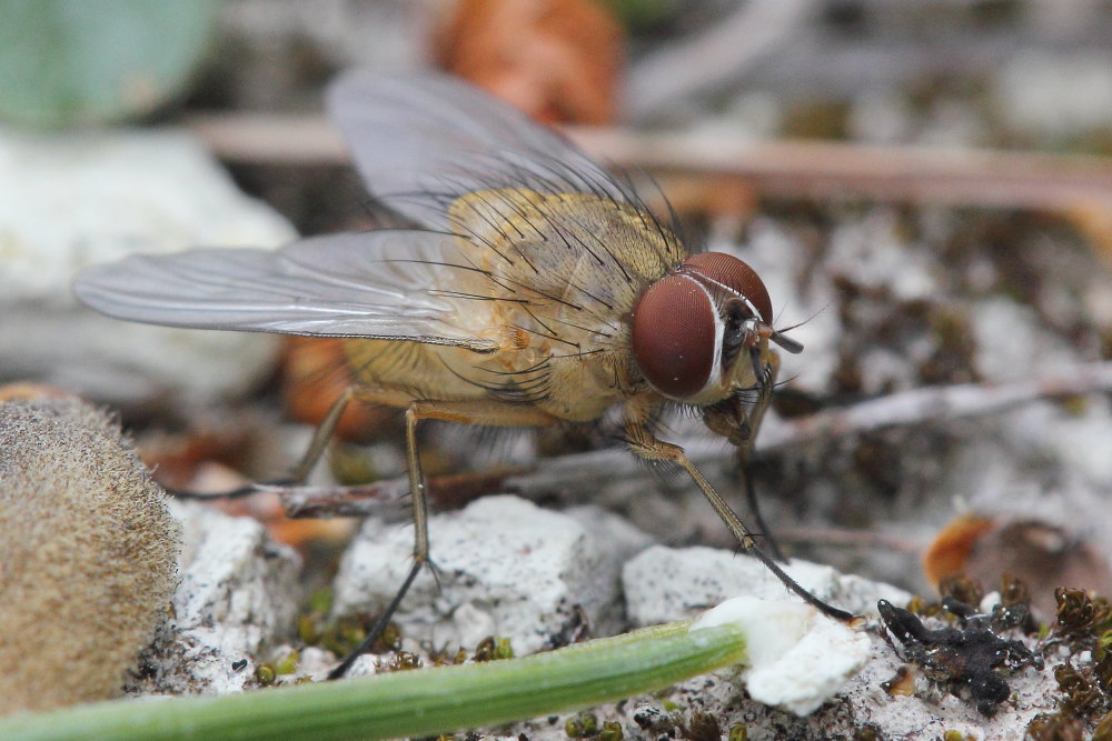 Helina sp.