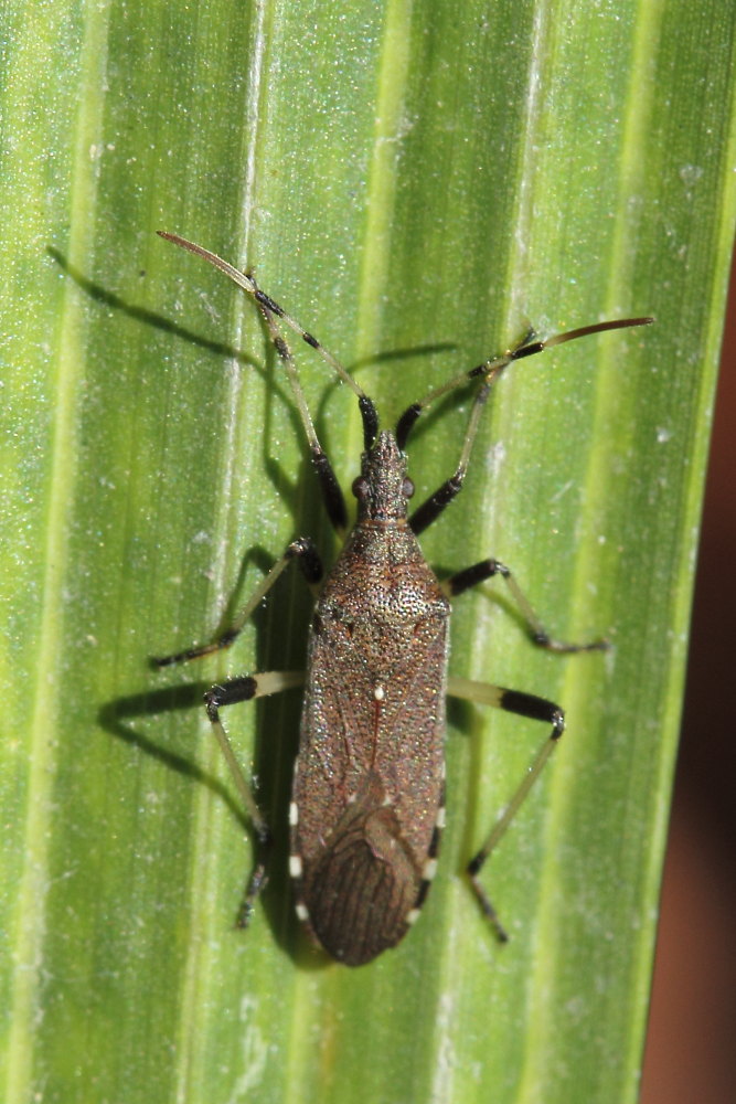 Stenocephalidae: Dicranocephalus albipes