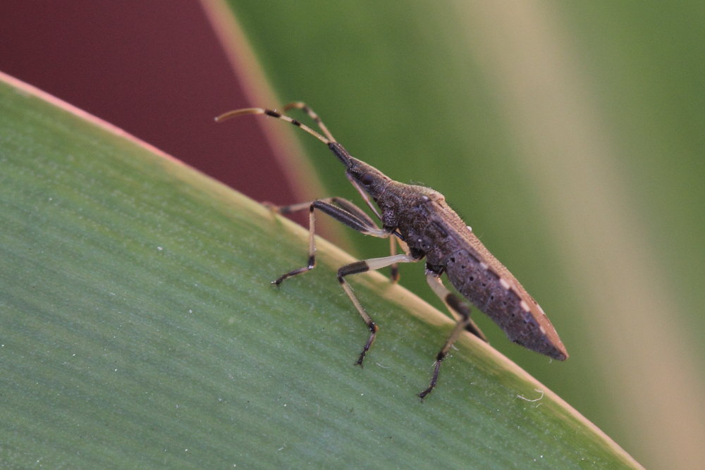 Stenocephalidae: Dicranocephalus albipes