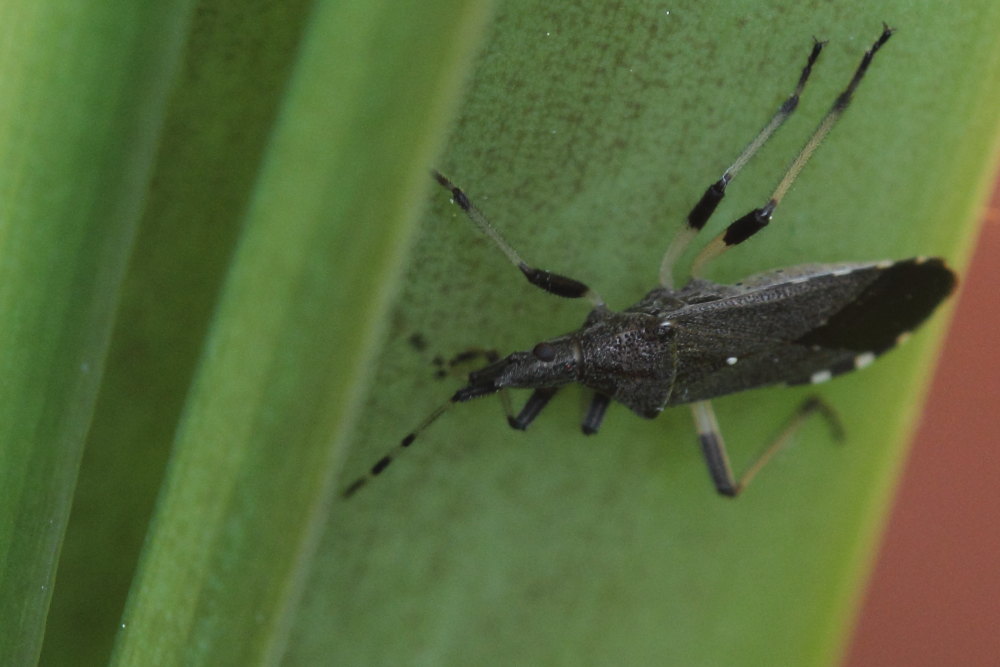 Stenocephalidae: Dicranocephalus albipes