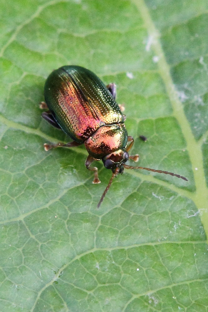 Crepidodera sp.