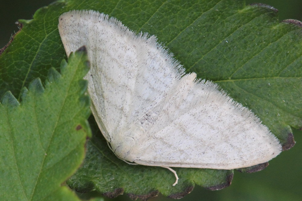 Idaea subsericeata