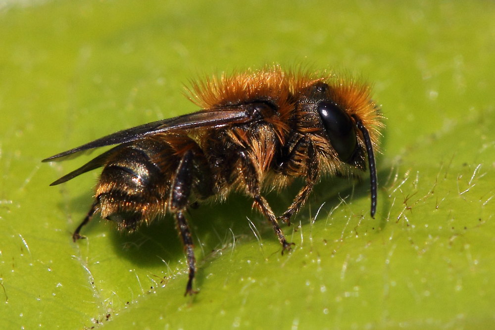 Osmia sp.