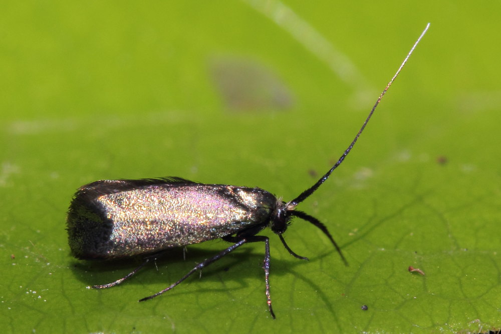 Adela reaumurella - femmina.