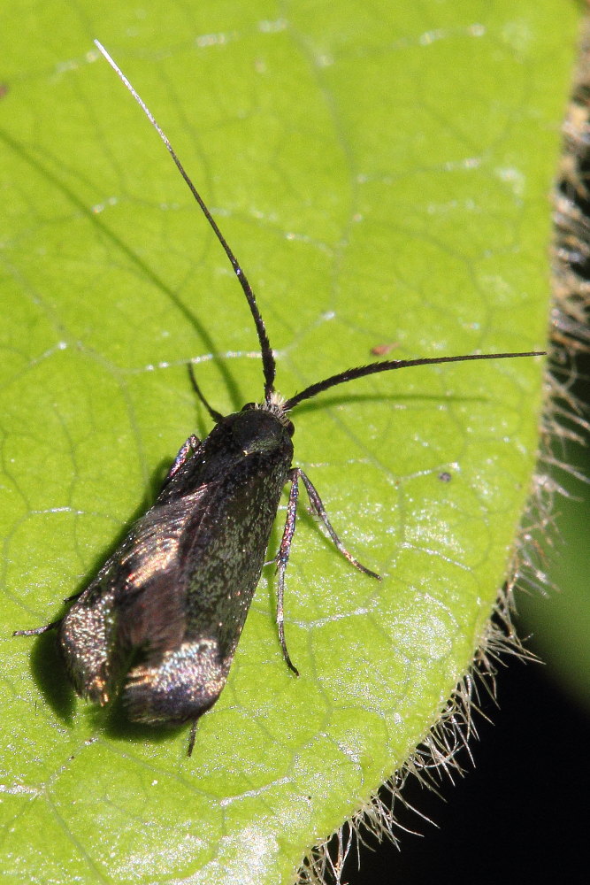 Adela reaumurella - femmina.