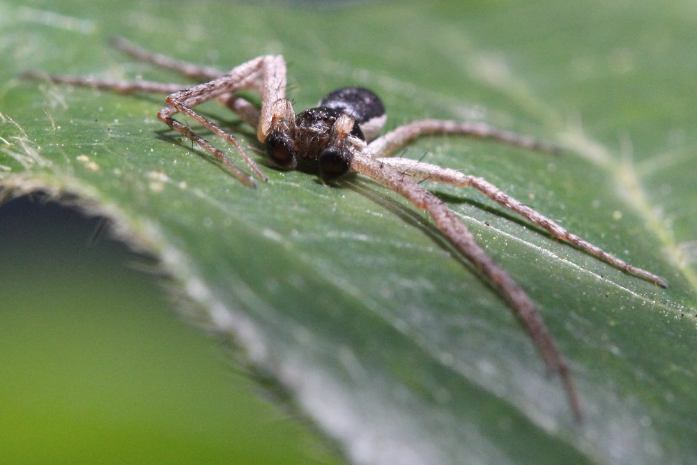 Philodromus dispar - Monte Conero (AN)