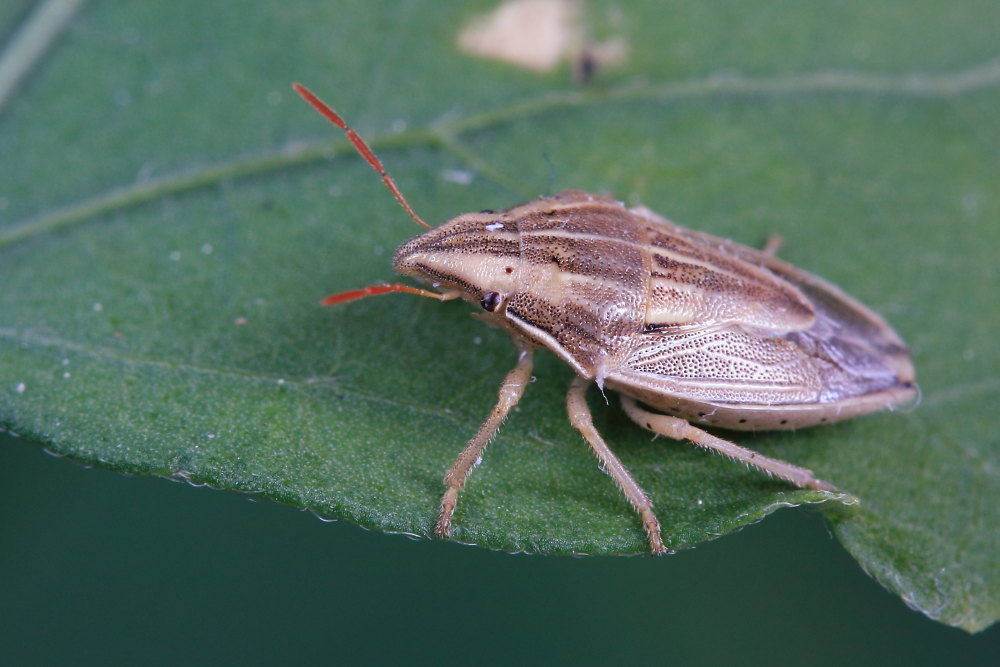 Pentatomidae:  Aelia acuminata