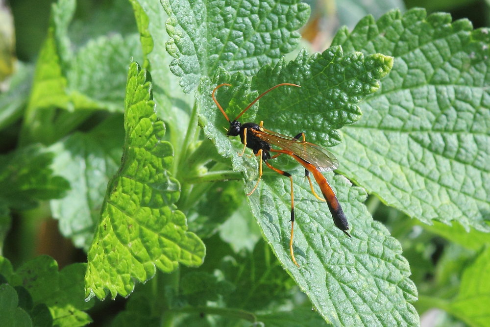 Therion cfr. circumflexum (Ichneumonidae Anomaloninae)