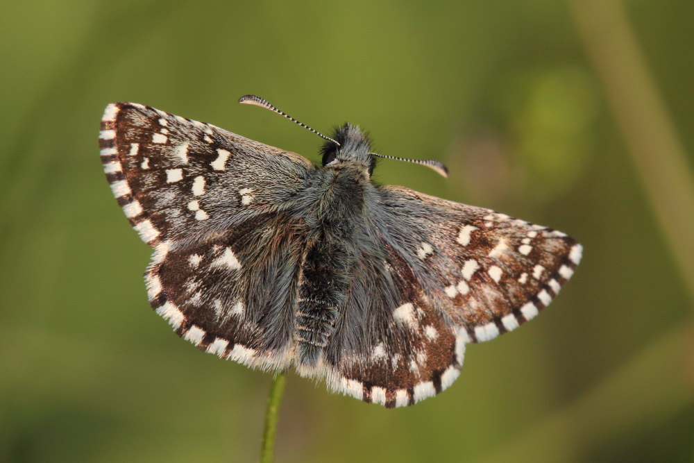 Pyrgus malvoides ?