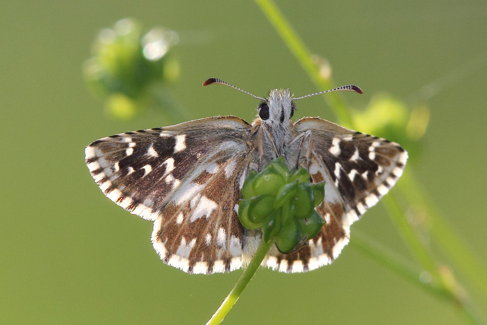 Pyrgus malvoides ?