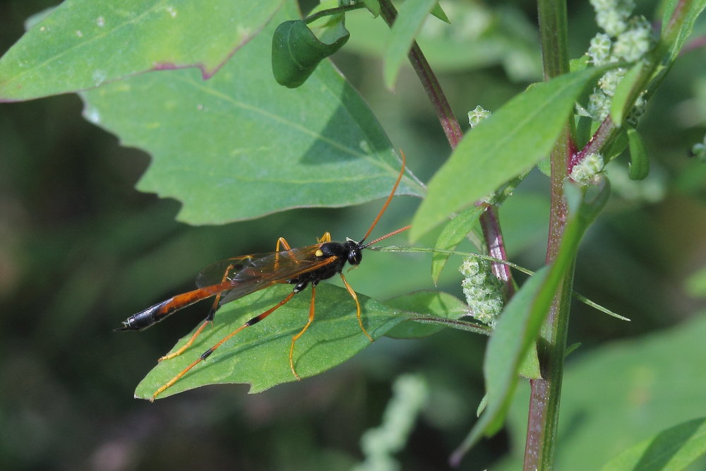 Therion cfr. circumflexum (Ichneumonidae Anomaloninae)