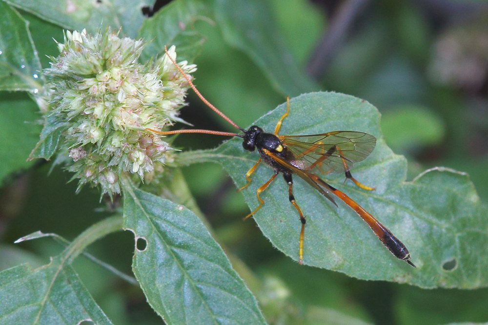 Therion cfr. circumflexum (Ichneumonidae Anomaloninae)