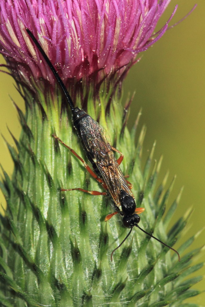 Ichneumonidae Pimplinae:  cfr.  Scambus sp.