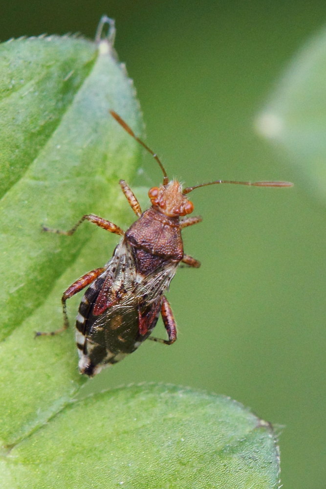 Rhopalus subrufus? S