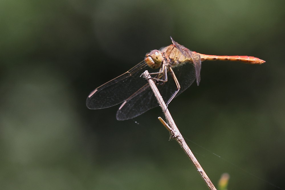 Da identificare: Sympetrum meridionale