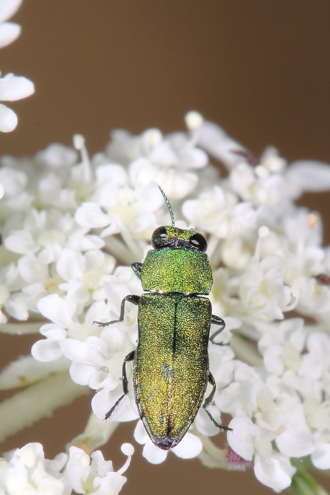 Anthaxia millefolii polychloros, maschio, Buprestidae