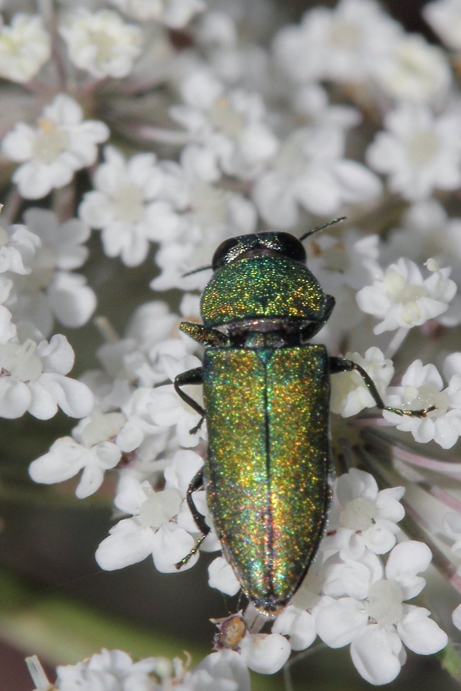 Anthaxia millefolii polychloros, maschio, Buprestidae