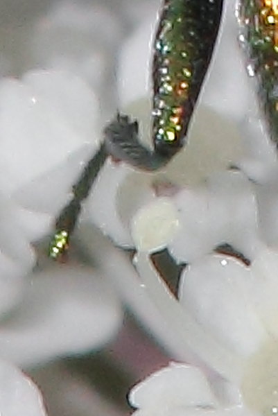 Anthaxia millefolii polychloros, maschio, Buprestidae