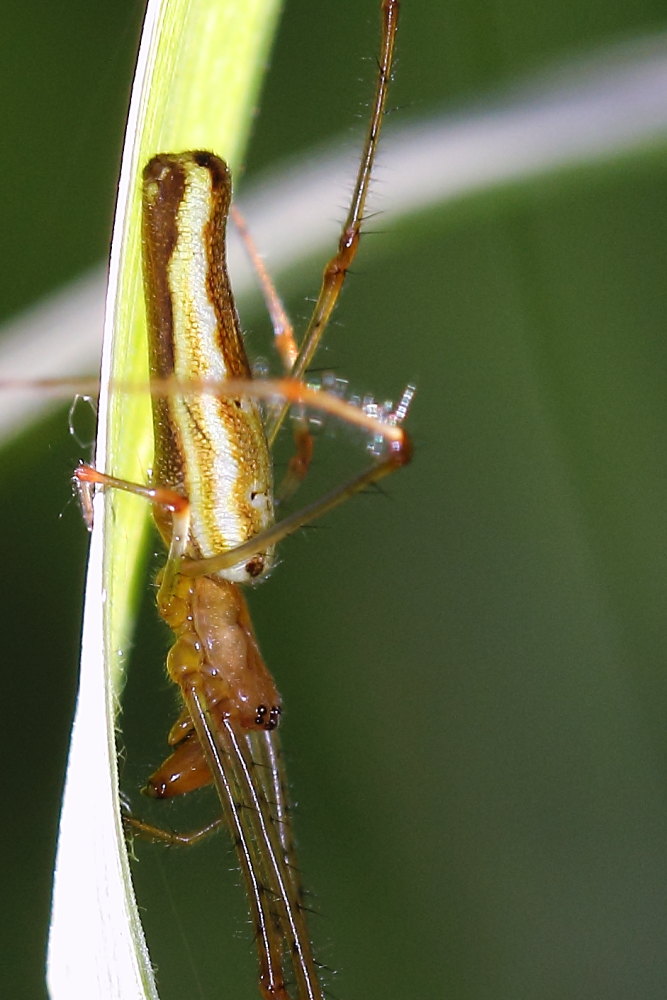 Tetragnatha sp. - Osimo (AN)