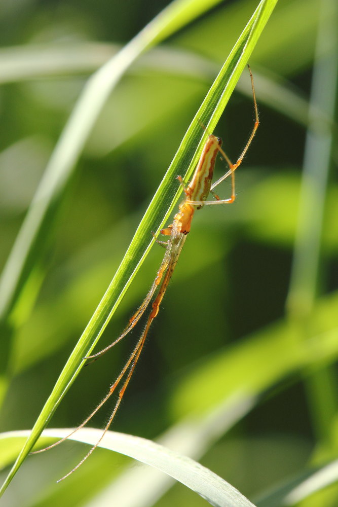 Tetragnatha sp. - Osimo (AN)