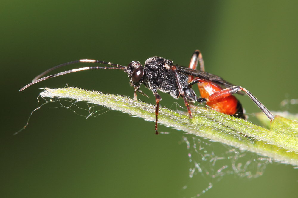 Ichneumonidae? - da identificare