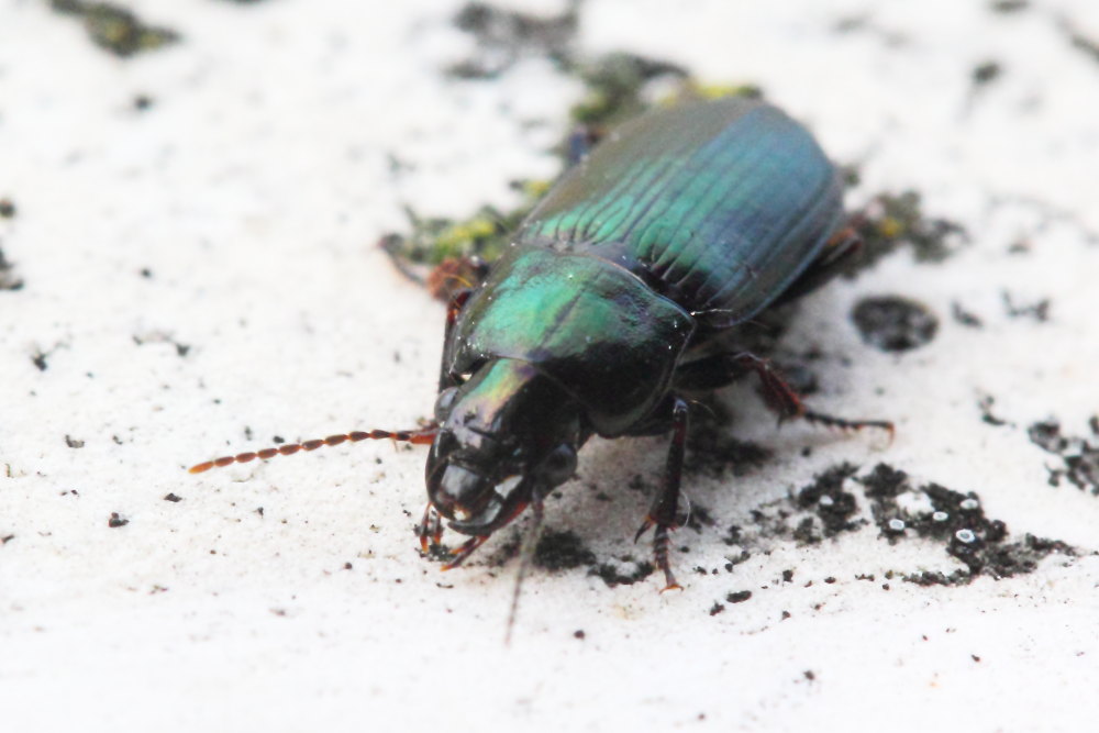 Harpalus cfr. distinguendus