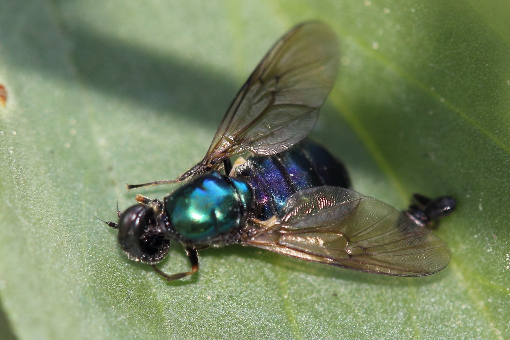 Chloromyia formosa (Stratiomyiidae)