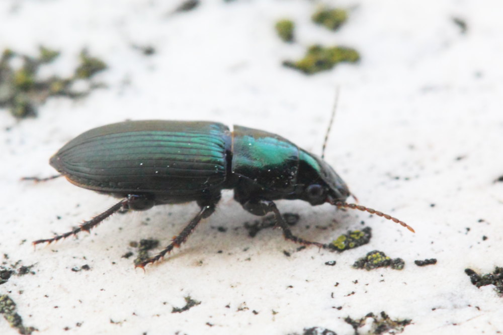 Harpalus cfr. distinguendus