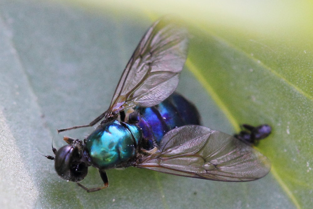 Chloromyia formosa (Stratiomyiidae)