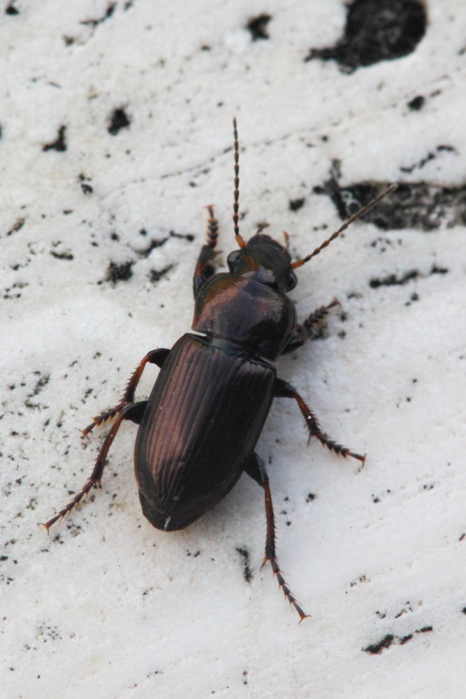 Carabidae: Harpalus distinguendus