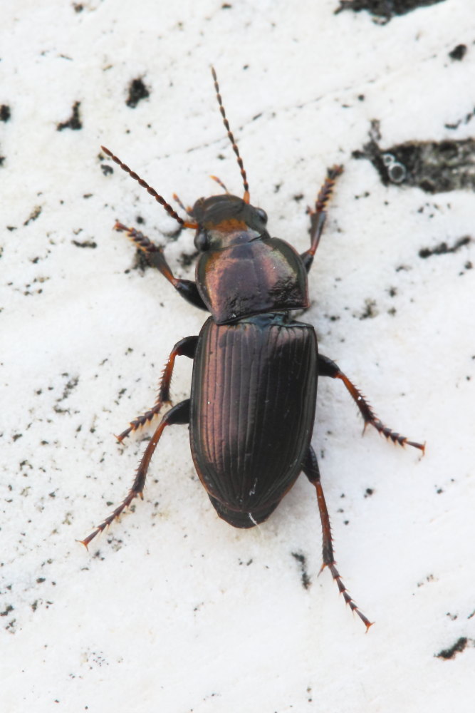 Carabidae: Harpalus distinguendus