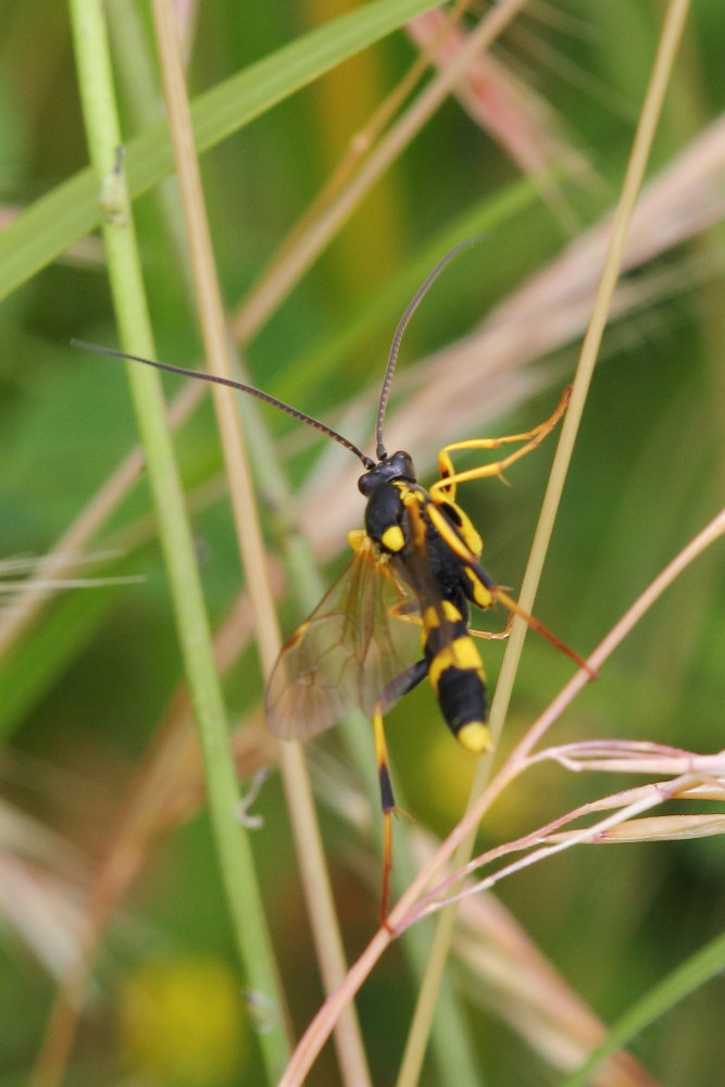 Amblyteles armatorius?