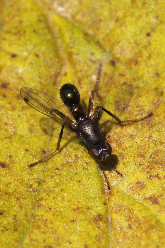 Da identificare: Sepsis sp.  (Sepsidae)