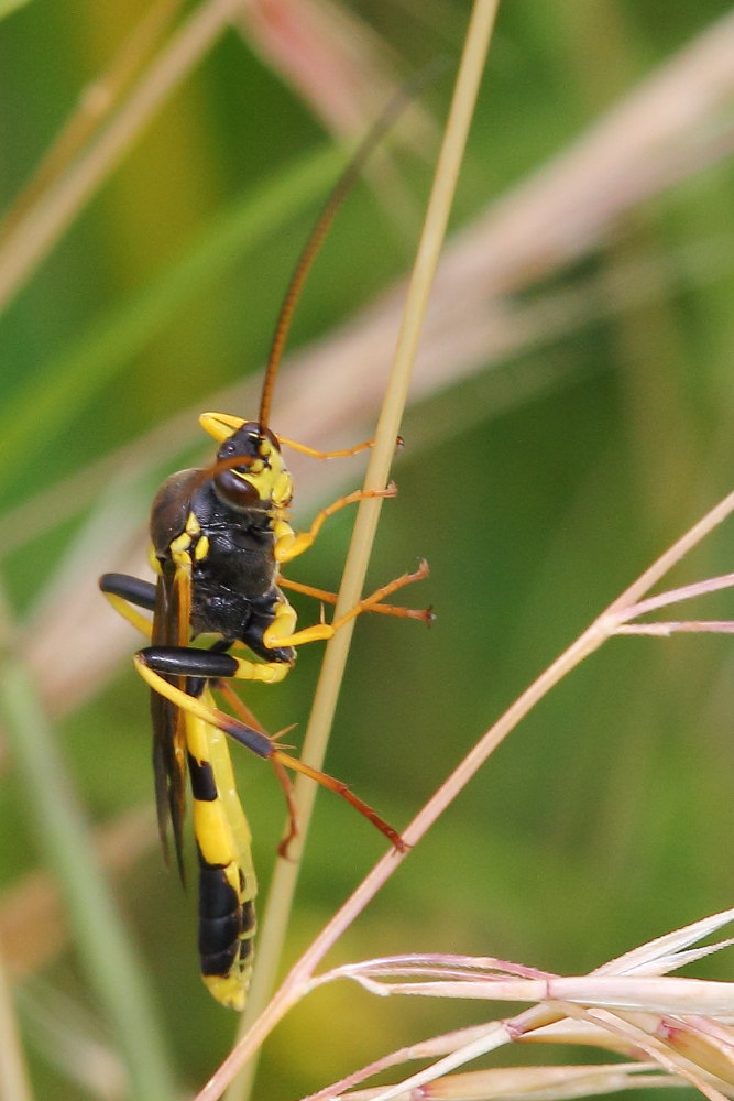 Amblyteles armatorius?