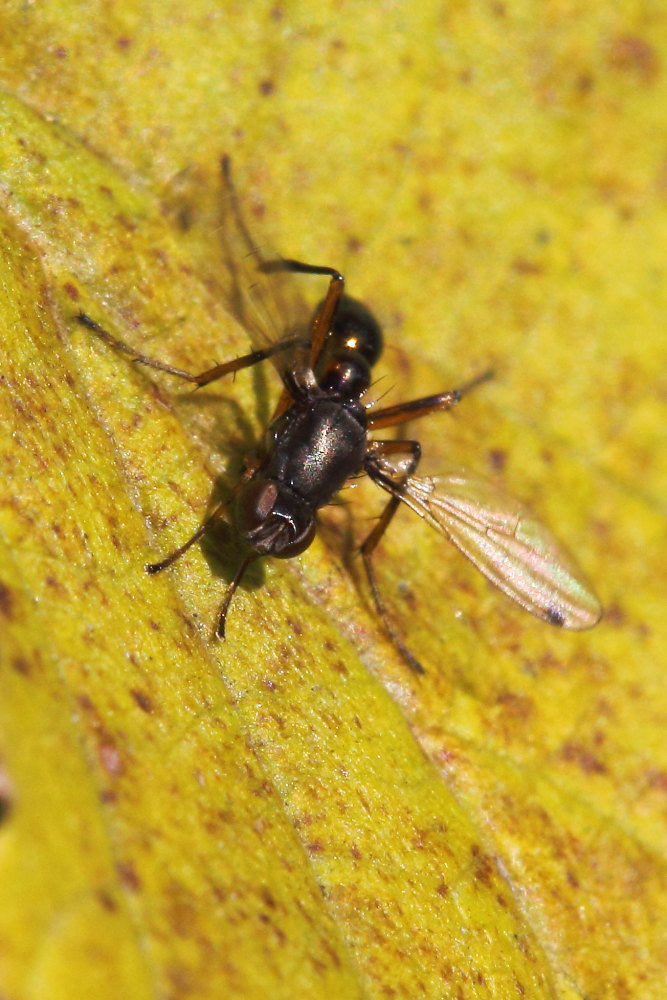 Da identificare: Sepsis sp.  (Sepsidae)