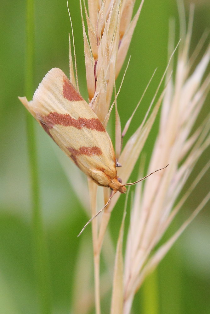 Clepsis pallidana?