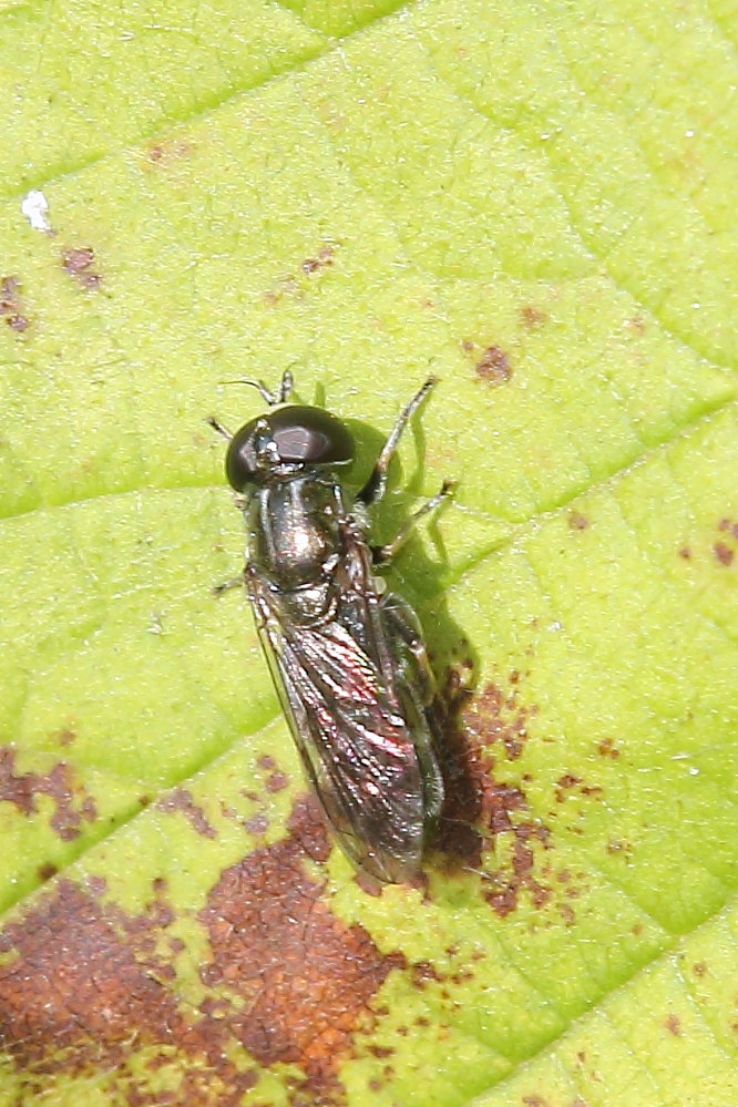 Syrphidae: Eumerus sp.