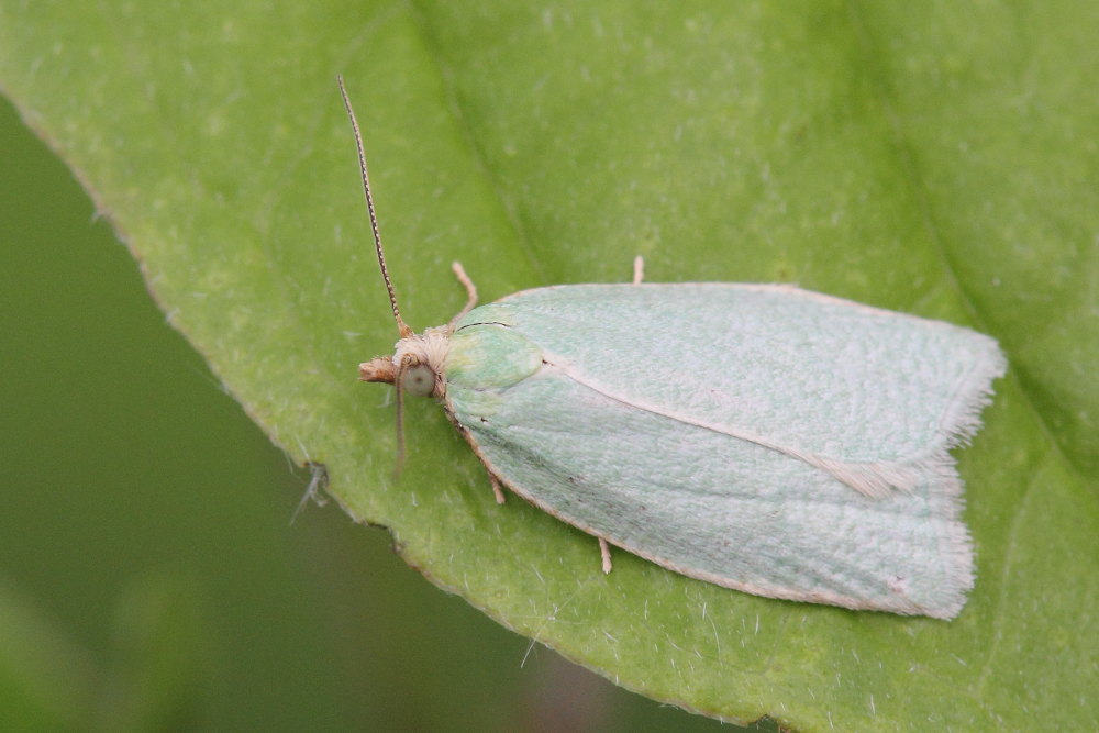 Tortrix viridiana ?