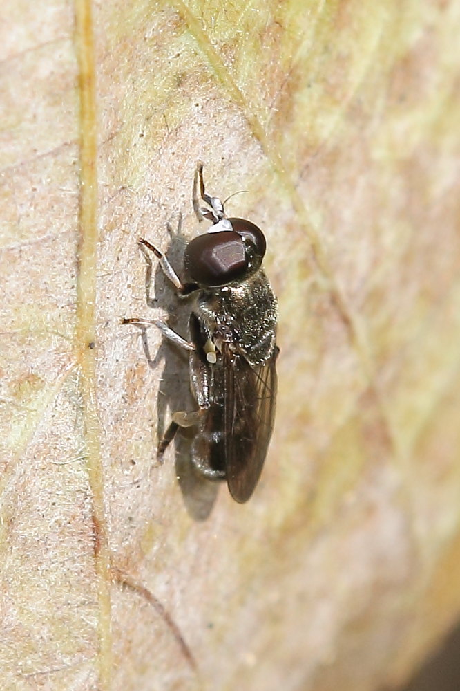 Syrphidae: Eumerus sp.