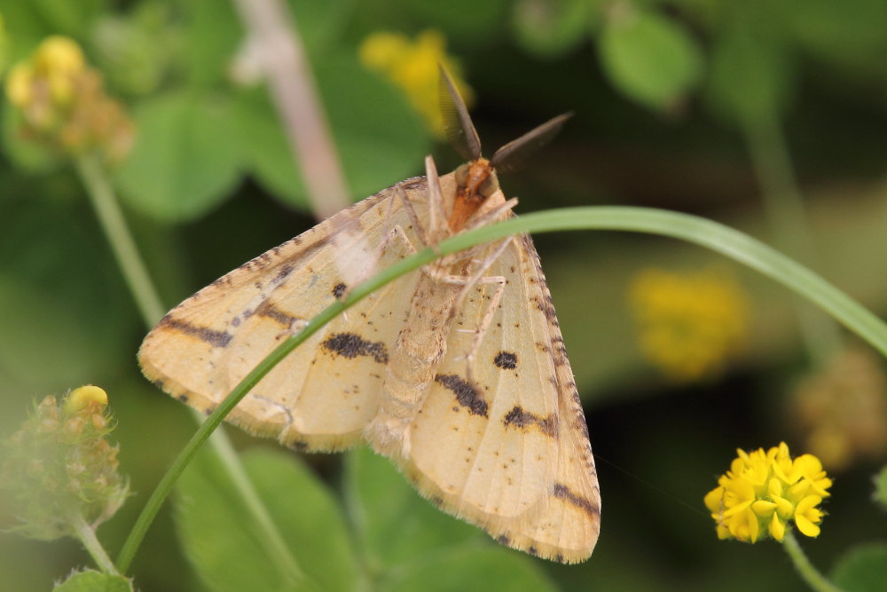 Aspitates ochrearia (Geometridae)