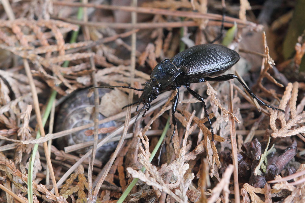 Carabus rossii? S !