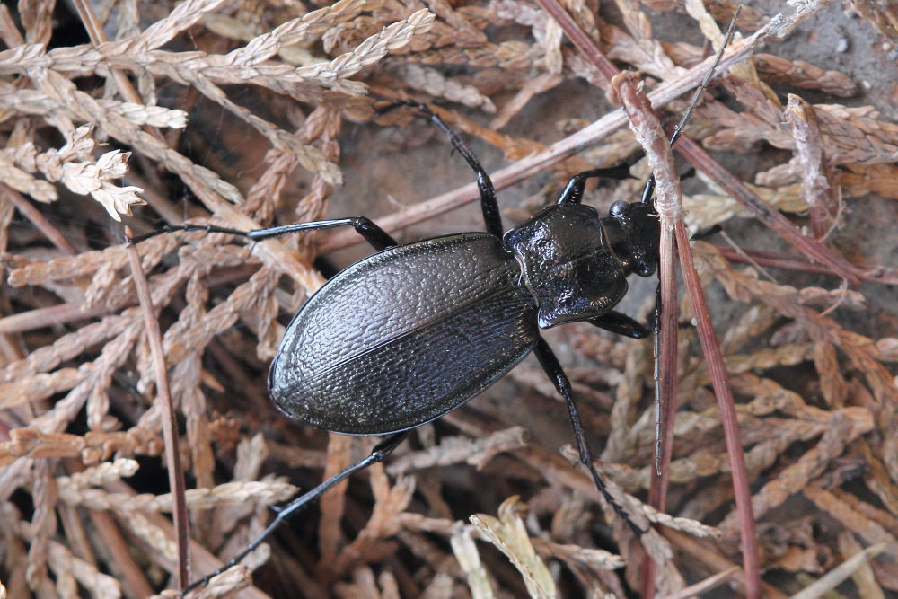 Carabus rossii? S !