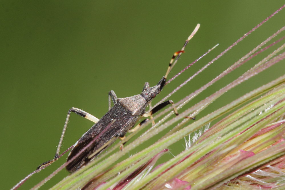 Stenocephalidae: Dicranocephalus albipes  delle Marche (AN)