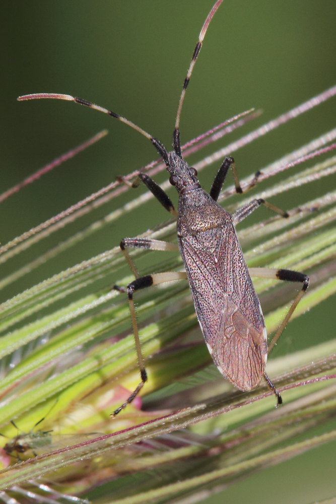 Stenocephalidae: Dicranocephalus albipes  delle Marche (AN)