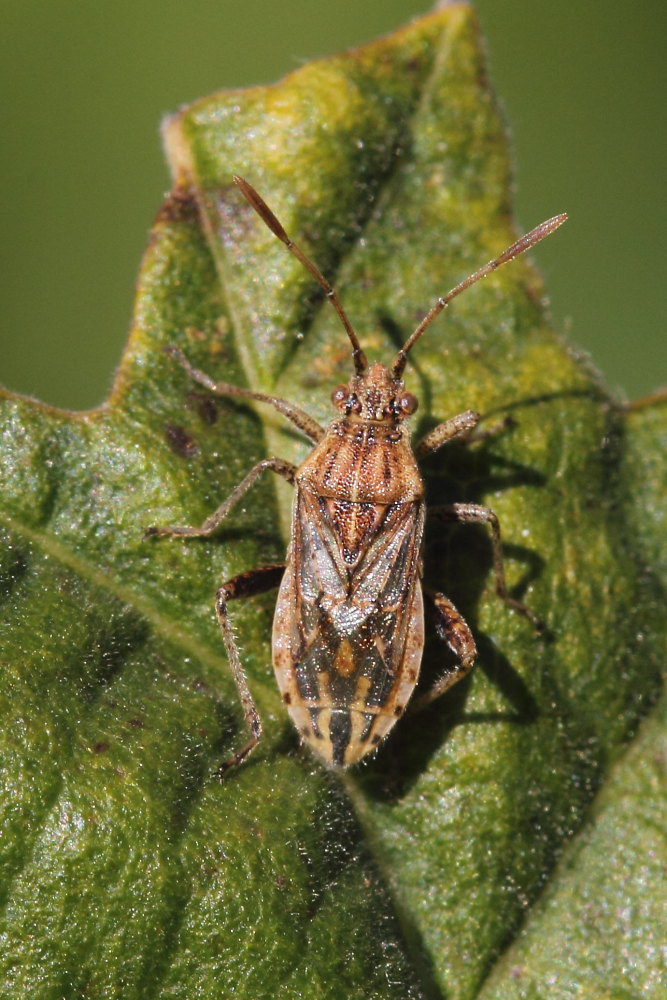 Rhopalidae:  Stictopleurus gr. abutilon/pictus