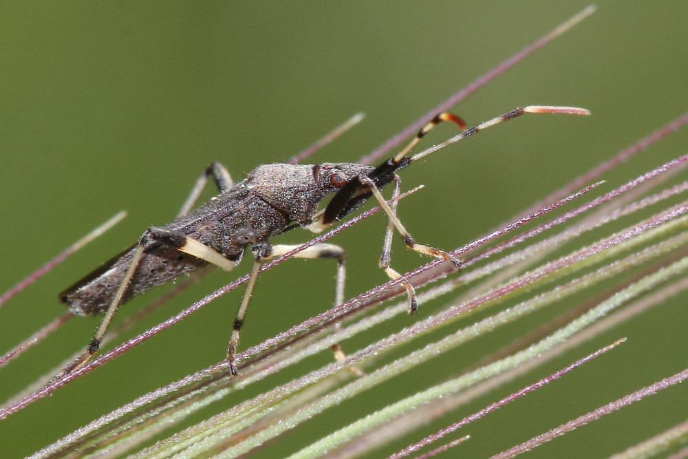 Stenocephalidae: Dicranocephalus albipes  delle Marche (AN)