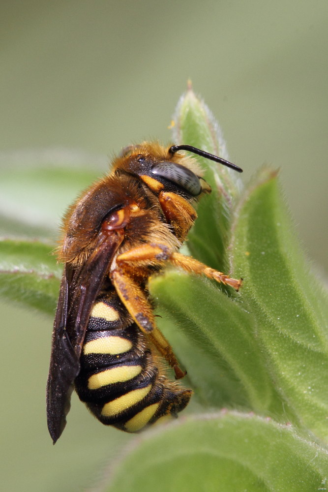 Anthidium cfr florentinum.