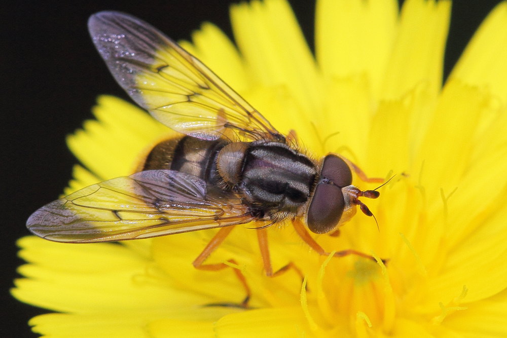 Ferdinandea cuprea M. (Syrphidae)