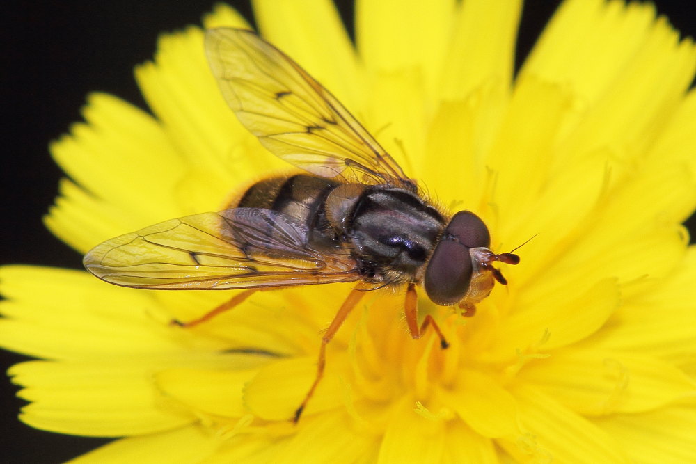 Ferdinandea cuprea M. (Syrphidae)