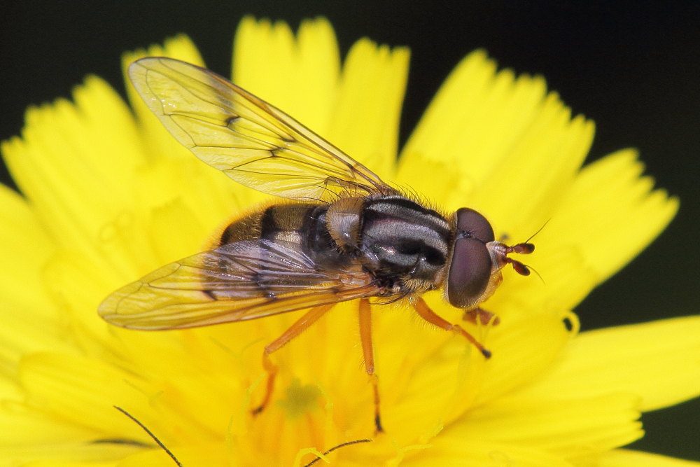 Ferdinandea cuprea M. (Syrphidae)